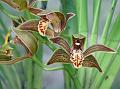 Iris Cymbidium